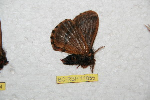  (Meroleuca guamaniana - BC-RBP 11055)  @11 [ ] Copyright (2018) Ron Brechlin Research Collection of Ron Brechlin