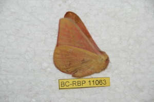  (Hirpida alfamayensis - BC-RBP 11063)  @11 [ ] Copyright (2018) Ron Brechlin Research Collection of Ron Brechlin