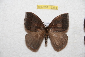  ( - BC-RBP 12334)  @11 [ ] copyright (2021) Ron Brechlin Research Collection of Ron Brechlin