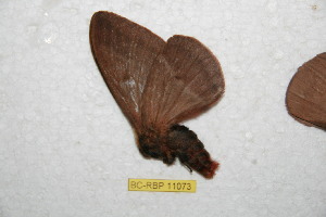  ( - BC-RBP 11073)  @11 [ ] Copyright (2018) Ron Brechlin Research Collection of Ron Brechlin