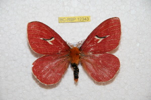  (Cerodirphia motjardina - BC-RBP 12343)  @11 [ ] copyright (2022) Ron Brechlin Research Collection of Ron Brechlin