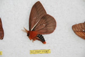  (Cerodirphia limabambana - BC-RBP 11087)  @11 [ ] Copyright (2018) Ron Brechlin Research Collection of Ron Brechlin