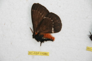  (Pseudodirphia nicmendozana - BC-RBP 11089)  @11 [ ] Copyright (2018) Ron Brechlin Research Collection of Ron Brechlin