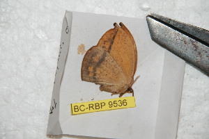  (Oxytenis paraguayensis - BC-RBP 9536)  @13 [ ] Copyright (2015) Ron Brechlin Research Collection of Ron Brechlin