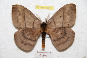  (Periphoba tolimaiana - BC-RBP 9565)  @14 [ ] Copyright (2015) Ron Brechlin Research Collection of Ron Brechlin
