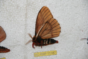  (Cerodirphia puracana - BC-RBP 11187)  @11 [ ] Copyright (2018) Ron Brechlin Research Collection of Ron Brechlin