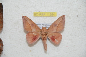  ( - BC-RBP 11254)  @13 [ ] Copyright (2018) Ron Brechlin Research Collection of Ron Brechlin