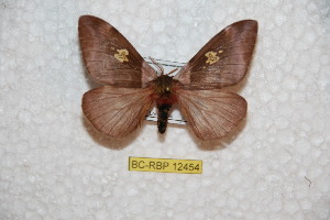  ( - BC-RBP 12454)  @11 [ ] copyright (2022) Ron Brechlin Research Collection of Ron Brechlin