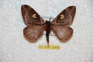  ( - BC-RBP 12456)  @11 [ ] copyright (2022) Ron Brechlin Research Collection of Ron Brechlin