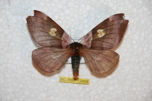  ( - BC-RBP 12458)  @11 [ ] copyright (2022) Ron Brechlin Research Collection of Ron Brechlin