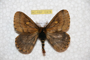  (Meroleuca puracana - BC-RBP 12478)  @11 [ ] copyright (2022) Ron Brechlin Research Collection of Ron Brechlin