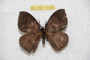  ( - BC-RBP 12492)  @11 [ ] copyright (2022) Ron Brechlin Research Collection of Ron Brechlin