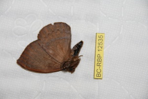  ( - BC-RBP 12535)  @11 [ ] copyright (2022) Ron Brechlin Research Collection of Ron Brechlin