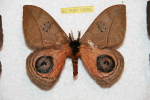  ( - BC-RBP 12605)  @11 [ ] copyright (2022) Ron Brechlin Research Collection of Ron Brechlin