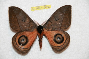  ( - BC-RBP 12606)  @11 [ ] copyright (2022) Ron Brechlin Research Collection of Ron Brechlin