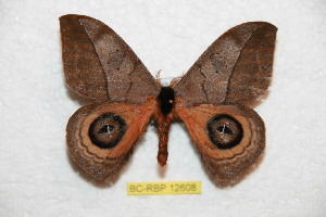  ( - BC-RBP 12608)  @11 [ ] copyright (2022) Ron Brechlin Research Collection of Ron Brechlin