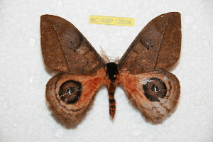  ( - BC-RBP 12609)  @11 [ ] copyright (2022) Ron Brechlin Research Collection of Ron Brechlin