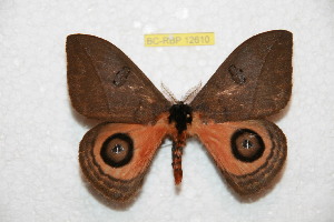  ( - BC-RBP 12610)  @11 [ ] copyright (2022) Ron Brechlin Research Collection of Ron Brechlin