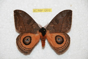  ( - BC-RBP 12612)  @11 [ ] copyright (2022) Ron Brechlin Research Collection of Ron Brechlin