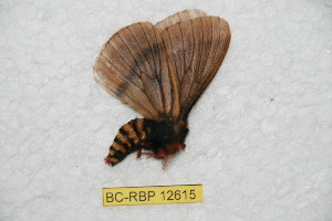  (Meroleuca perijana - BC-RBP 12615)  @11 [ ] copyright (2022) Ron Brechlin Research Collection of Ron Brechlin