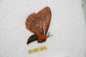  (Cerodirphia motcaquetana - BC-RBP 12619)  @11 [ ] copyright (2022) Ron Brechlin Research Collection of Ron Brechlin