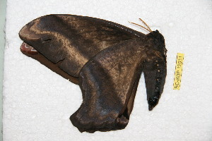  ( - BC-RBP 12631)  @11 [ ] copyright (2023) Ron Brechlin Research Collection of Ron Brechlin