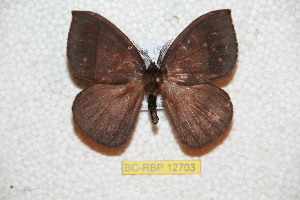 ( - BC-RBP 12703)  @11 [ ] copyright (2023) Ron Brechlin Research Collection of Ron Brechlin