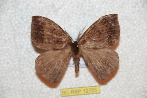  ( - BC-RBP 12705)  @11 [ ] copyright (2023) Ron Brechlin Research Collection of Ron Brechlin