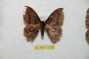  ( - BC-RBP 12726)  @11 [ ] copyright (2023) Ron Brechlin Research Collection of Ron Brechlin