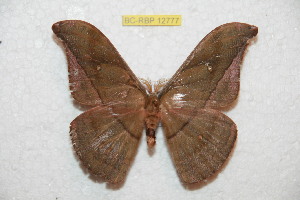  ( - BC-RBP 12777)  @11 [ ] copyright (2023) Ron Brechlin Research Collection of Ron Brechlin