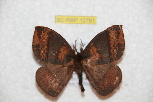  ( - BC-RBP 12791)  @11 [ ] copyright (2023) Ron Brechlin Research Collection of Ron Brechlin