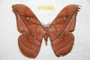  ( - BC-RBP 9835)  @13 [ ] Copyright (2015) Ron Brechlin Research Collection of Ron Brechlin