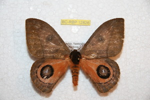  ( - BC-RBP12826)  @11 [ ] copyright (2024) Ron Brechlin Research Collection of Ron Brechlin