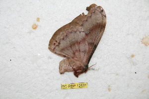  ( - BC-RBP12831)  @11 [ ] copyright (2024) Ron Brechlin Research Collection of Ron Brechlin