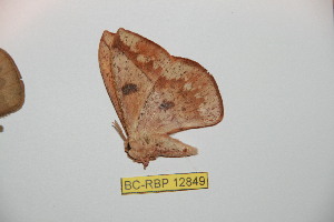  ( - BC-RBP12849)  @11 [ ] copyright (2024) Ron Brechlin Research Collection of Ron Brechlin