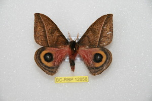  ( - BC-RBP12858)  @11 [ ] copyright (2024) Ron Brechlin Research Collection of Ron Brechlin