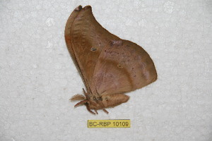  ( - BC-RBP 10109)  @13 [ ] Copyright (2016) Ron Brechlin Research Collection of Ron Brechlin