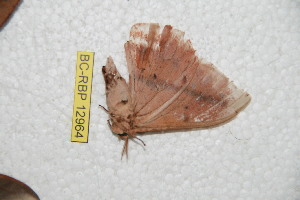  (Lonomia winbrechlini - BC-RBP-12964)  @11 [ ] copyright (2024) Ron Brechlin Research Collection of Ron Brechlin