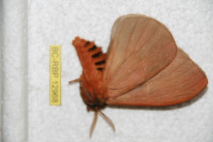  (Dirphia paraensis - BC-RBP-12968)  @11 [ ] copyright (2024) Ron Brechlin Research Collection of Ron Brechlin
