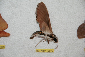  ( - BC-RBP-12979)  @11 [ ] copyright (2024) Ron Brechlin Research Collection of Ron Brechlin