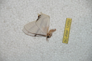  ( - BC-RBP-12990)  @11 [ ] copyright (2024) Ron Brechlin Research Collection of Ron Brechlin