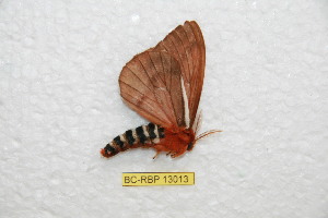 ( - BC-RBP-13013)  @11 [ ] copyright (2025) Ron Brechlin Research Collection of Ron Brechlin