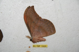  ( - BC-RBP 10220)  @13 [ ] Copyright (2016) Ron Brechlin Research Collection of Ron Brechlin