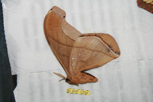  ( - BC-RBP 10239)  @11 [ ] Copyright (2016) Ron Brechlin Research Collection of Ron Brechlin