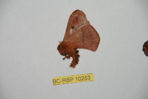  (Hylesia linyoaxacana - BC-RBP 10253)  @13 [ ] Copyright (2016) Ron Brechlin Research Collection of Ron Brechlin