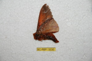  ( - BC-RBP-13030)  @11 [ ] copyright (2025) Ron Brechlin Research Collection of Ron Brechlin