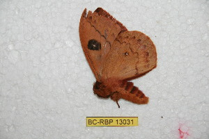  ( - BC-RBP-13031)  @11 [ ] copyright (2025) Ron Brechlin Research Collection of Ron Brechlin