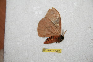  ( - BC-RBP-13034)  @11 [ ] copyright (2025) Ron Brechlin Research Collection of Ron Brechlin