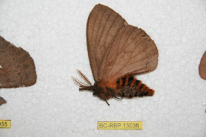  ( - BC-RBP-13036)  @11 [ ] copyright (2025) Ron Brechlin Research Collection of Ron Brechlin