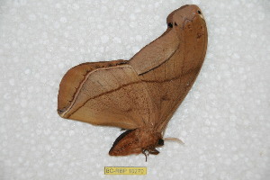  ( - BC-RBP 10270)  @13 [ ] Copyright (2016) Ron Brechlin Research Collection of Ron Brechlin